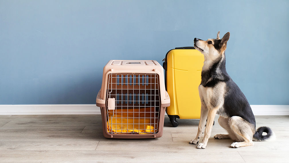 Traveling Internationally With Pets? This ‘Pet Travel Concierge Service' Streamlines the Process